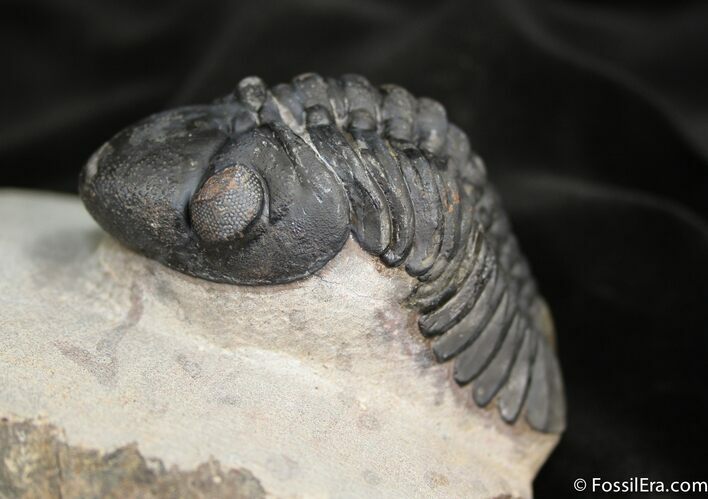Big Arched Reedops Trilobite - Inches #1523